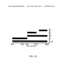 Use of FGF-18 Protein, Target Proteins and Their Respective Encoding Nucleotide Sequences to Induce Cartilage Formation diagram and image