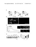 METHOD OF REDUCING INJURY TO MAMMALIAN CELLS diagram and image