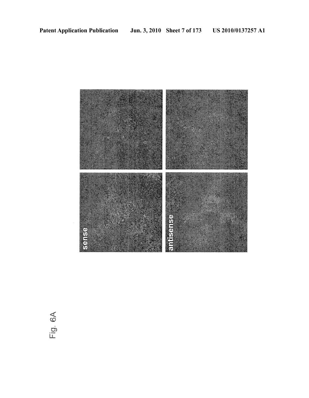 METHOD FOR ALLEVIATING PAIN USING SPHINGOSINE-1-PHOSPHATE AND RELATED COMPOUNDS, AND ASSAYS FOR IDENTIFYING SUCH COMPOUNDS - diagram, schematic, and image 08