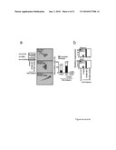 TNIK INHIBITOR AND THE USE diagram and image