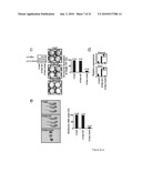 TNIK INHIBITOR AND THE USE diagram and image