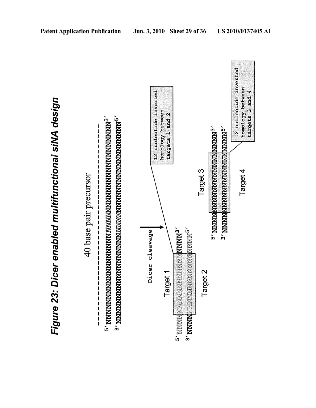 RNA Interference Mediated Inhibition of Cyclic Nucleotide Type 4 Phosphodiesterase (PDE4B) Gene Expression Using Short Interfering Nucleic Acid (siNA) - diagram, schematic, and image 30