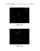 CADHERIN-11-MEDIATED MODULATION OF HAIR GROWTH diagram and image