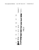 CADHERIN-11-MEDIATED MODULATION OF HAIR GROWTH diagram and image