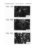 POLYSTYRENE-MALEIC ANHYDRIDE/MAGNESIUM HYDROXIDE COMPOSITE PARTICLES AND METHODS FOR PREPARING THE SAME diagram and image