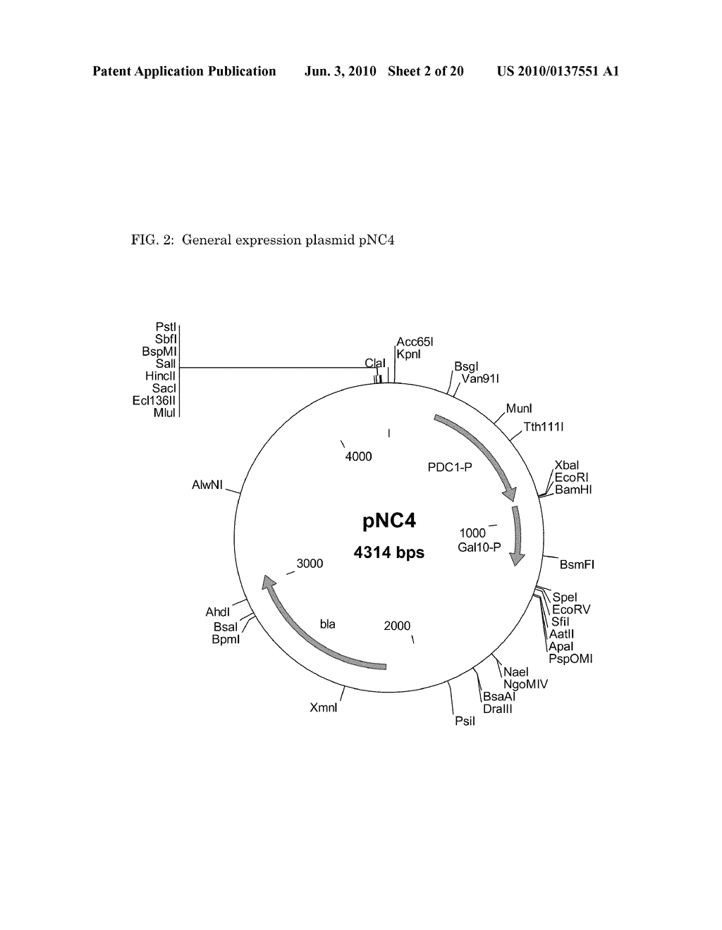 Methods and materials for the production of D-lactic acid in yeast - diagram, schematic, and image 03