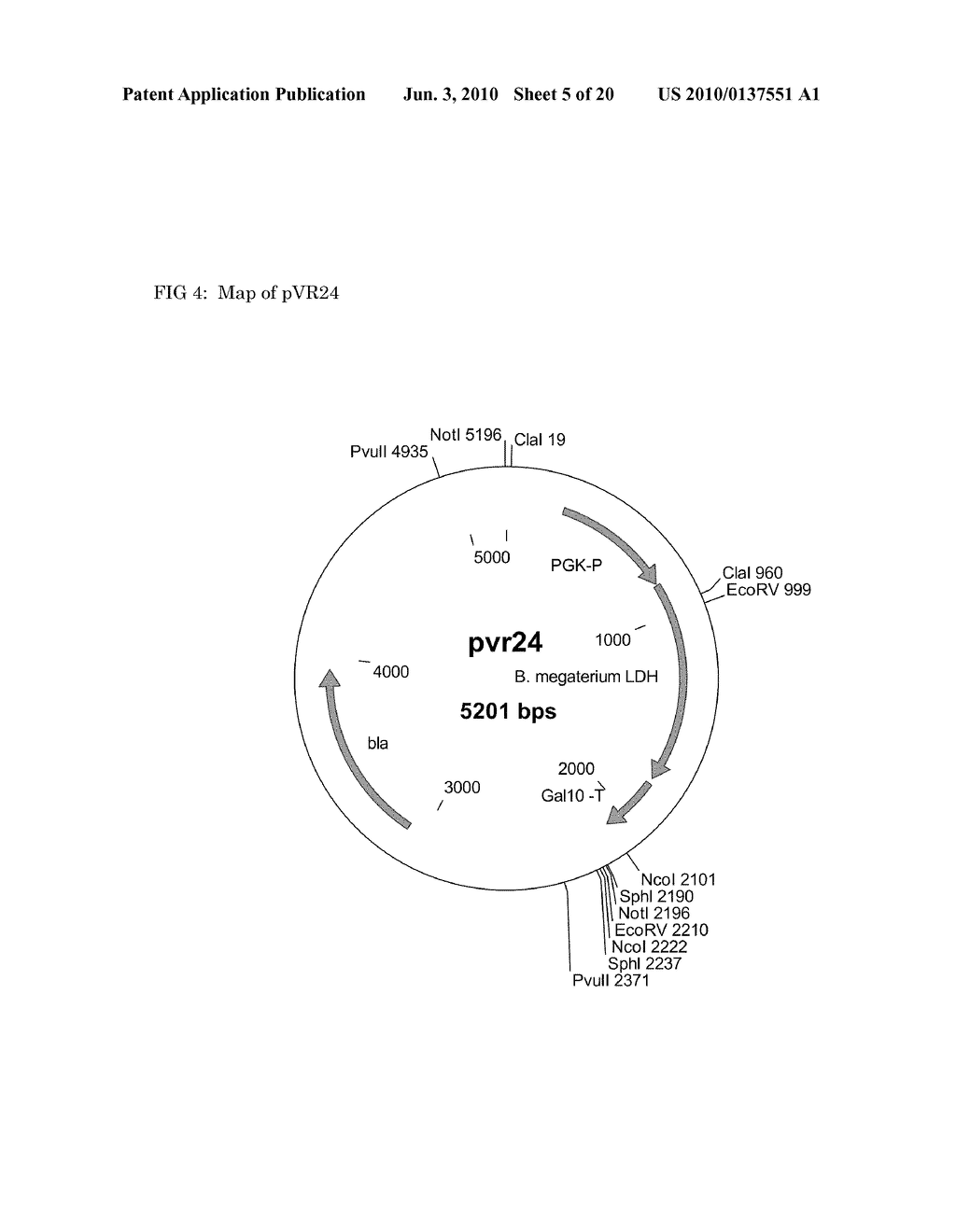 Methods and materials for the production of D-lactic acid in yeast - diagram, schematic, and image 06