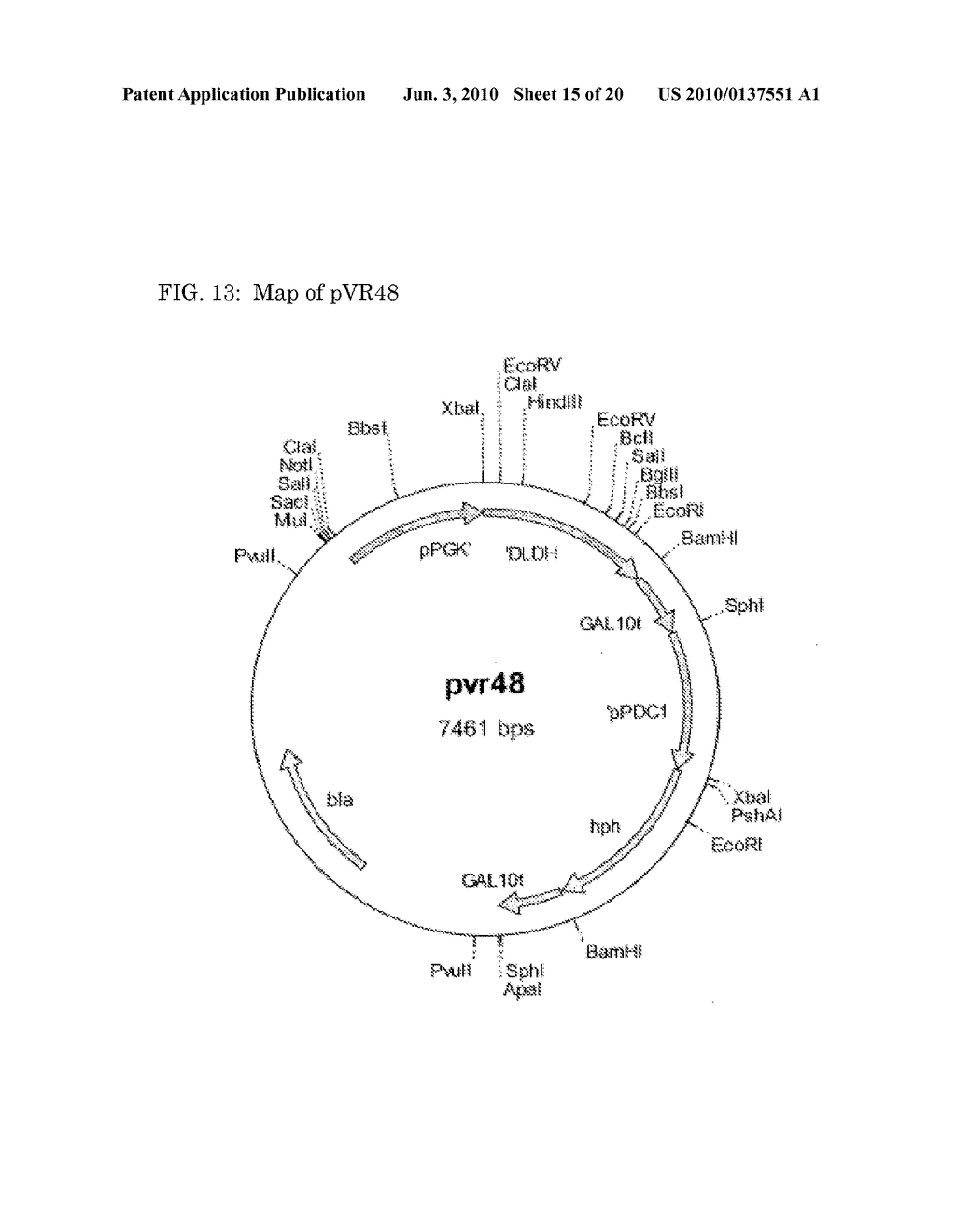 Methods and materials for the production of D-lactic acid in yeast - diagram, schematic, and image 16