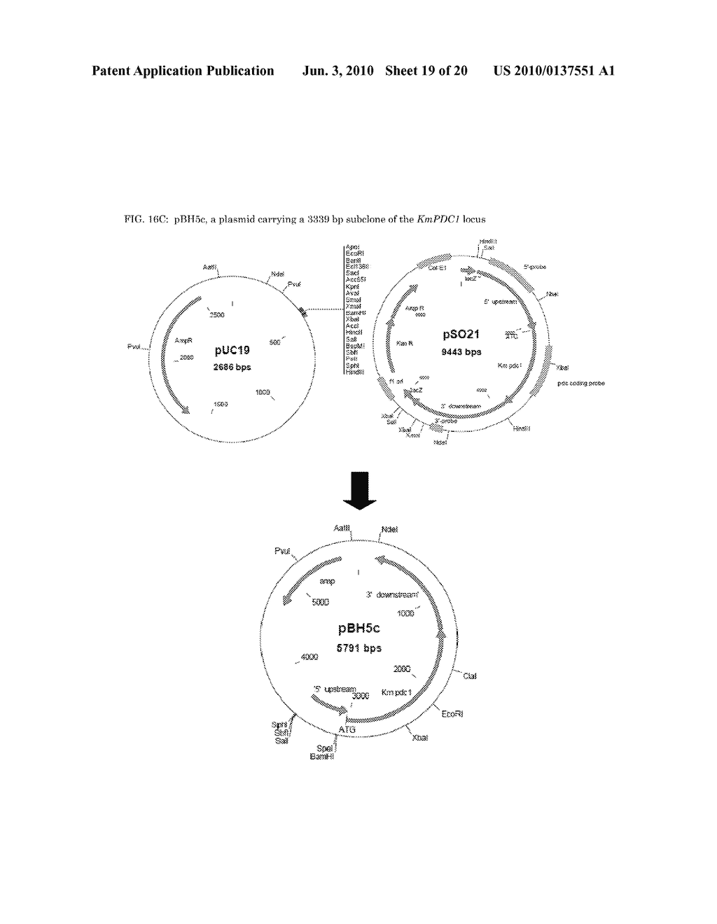 Methods and materials for the production of D-lactic acid in yeast - diagram, schematic, and image 20