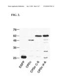 Cysteine Protease Autoprocessing of Fusion Proteins diagram and image