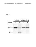 Cysteine Protease Autoprocessing of Fusion Proteins diagram and image