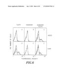 POLYPEPTIDE OF N-ACETYLGLUCOSAMINE-6-O-SULFOTRANSFERASE AND DNA ENCODING THE SAME diagram and image