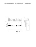 POLYPEPTIDE OF N-ACETYLGLUCOSAMINE-6-O-SULFOTRANSFERASE AND DNA ENCODING THE SAME diagram and image