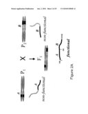 TRANSGENIC PLANTS WITH CONTROLLED DISTRIBUTION OF A TRAIT TO PROGENY diagram and image