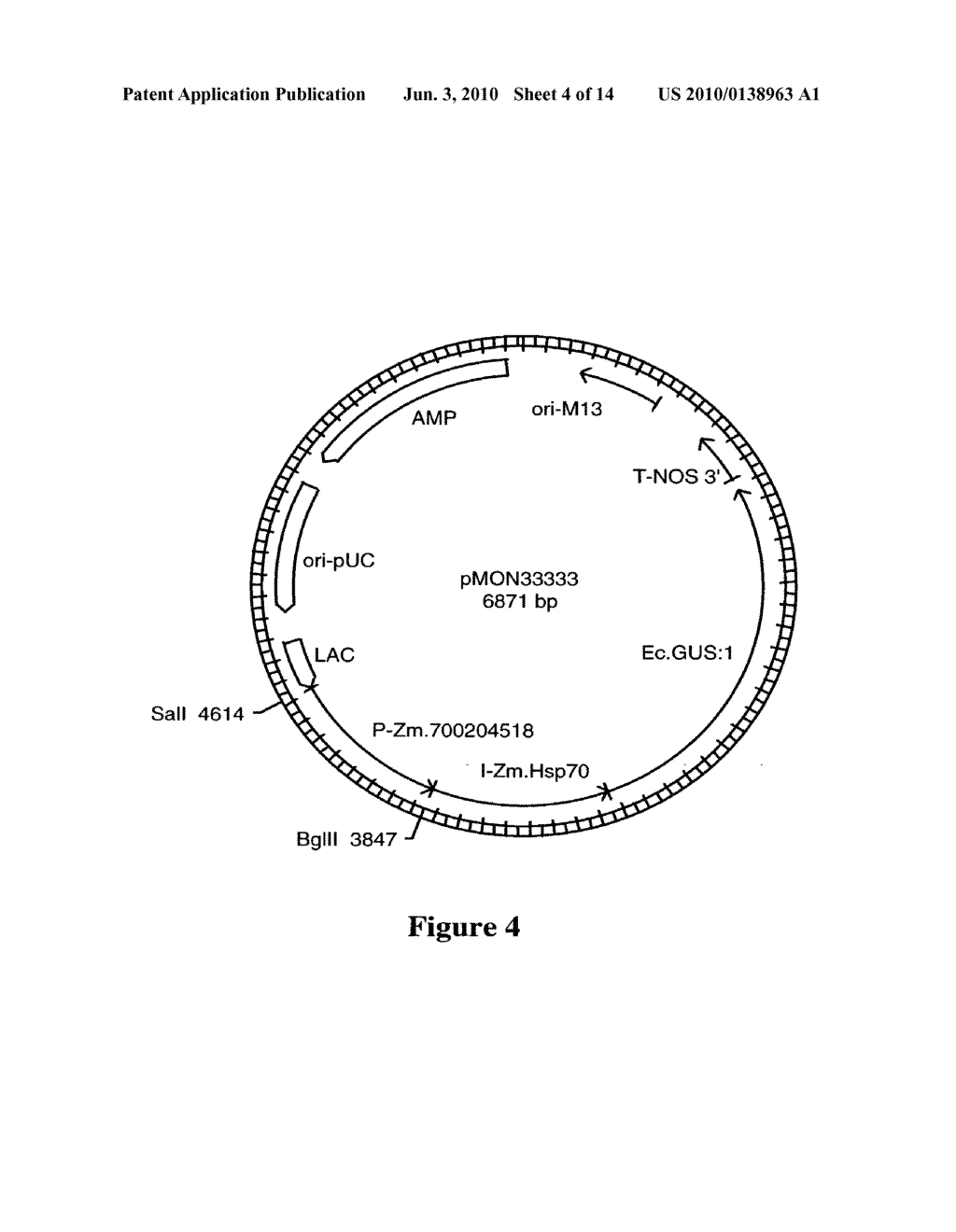 DNA Molecules from Maize and Methods of Use Thereof - diagram, schematic, and image 05