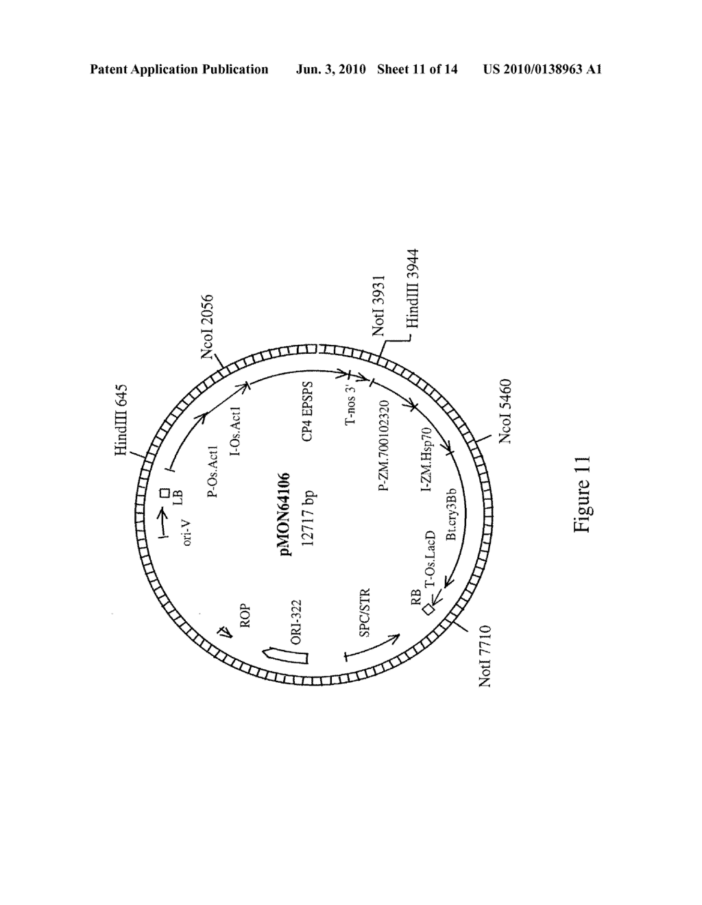 DNA Molecules from Maize and Methods of Use Thereof - diagram, schematic, and image 12