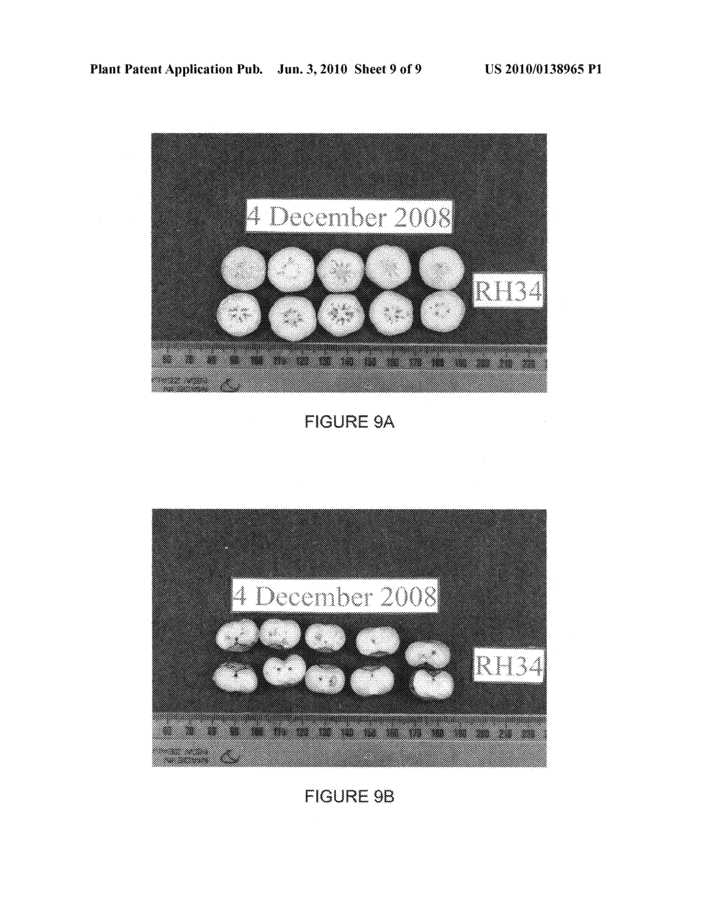 Blueberry variety named 'Blue Moon' - diagram, schematic, and image 11