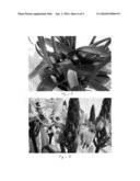 Ornithogalum plant named  Bethlehem  diagram and image