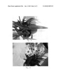 Ornithogalum plant named  Damascus  diagram and image