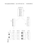 ANISTROPIC DYE LAYER, COORDINATION POLYMER FOR ANISTROPIC DYE LAYER AND POLARIZATION ELEMENT, AND POLARIZATION CONTROL FILM, POLARIZATION CONTROL ELEMENT, MULTI-LAYER POLARIZATION CONTROL ELEMENT, ELLIPSE POLARIZATION PLATE, LIGHT EMISSION ELEMENT, AND METHOD FOR CONTROLLING POLARIZATION PROPERTIES EMPLOYING THE ANISTROPIC DYE LAYER diagram and image