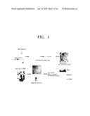 COMPOSITION FOR THE DIAGNOSIS, PREVENTION OR TREATMENT OF DISEASES RELATED TO CELLS EXPRESSING IL-8 OR GRO-ALPHA, COMPRISING UCB-MSCS diagram and image