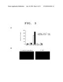 COMPOSITION FOR THE DIAGNOSIS, PREVENTION OR TREATMENT OF DISEASES RELATED TO CELLS EXPRESSING IL-8 OR GRO-ALPHA, COMPRISING UCB-MSCS diagram and image