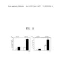 COMPOSITION FOR THE DIAGNOSIS, PREVENTION OR TREATMENT OF DISEASES RELATED TO CELLS EXPRESSING IL-8 OR GRO-ALPHA, COMPRISING UCB-MSCS diagram and image