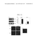 COMPOSITION FOR THE DIAGNOSIS, PREVENTION OR TREATMENT OF DISEASES RELATED TO CELLS EXPRESSING IL-8 OR GRO-ALPHA, COMPRISING UCB-MSCS diagram and image