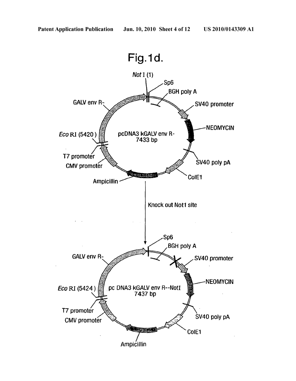 VIRAL VECTORS - diagram, schematic, and image 05