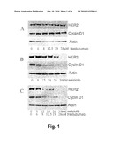 COMBINATION OF A PURINE-BASED CDK INHIBITOR WITH A TYROSINE KINASE INHIBITOR AND USE THEREOF IN THE TREATMENT OF PROLIFERATIVE DISORDERS diagram and image