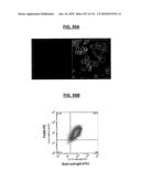 POLYPEPTIDES COMPRISING Fc FRAGMENTS OF IMMUNOGLOBULIN G (lgG) AND METHODS OF USING THE SAME diagram and image