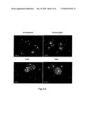 LINGO binding molecules and Pharmaceutical Use Thereof diagram and image