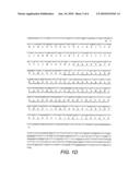 CD161 LIGAND, PILAR, FOR MODULATING ACTIVATION AND PROLIFERATION OF T CELLS diagram and image