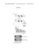 METHODS AND MATERIALS RELATED TO ANTI-AMYLOID ANTIBODIES diagram and image