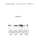 METHODS AND MATERIALS RELATED TO ANTI-AMYLOID ANTIBODIES diagram and image