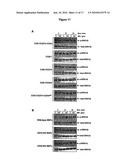 MIF AGONISTS AND ANTAGONIST AND THERAPEUTIC USES THEREOF diagram and image