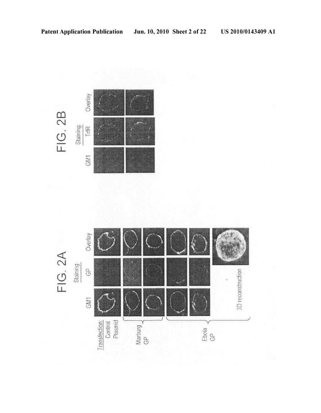 Generation of virus-like particles and use as panfilovirus vaccines - diagram, schematic, and image 03