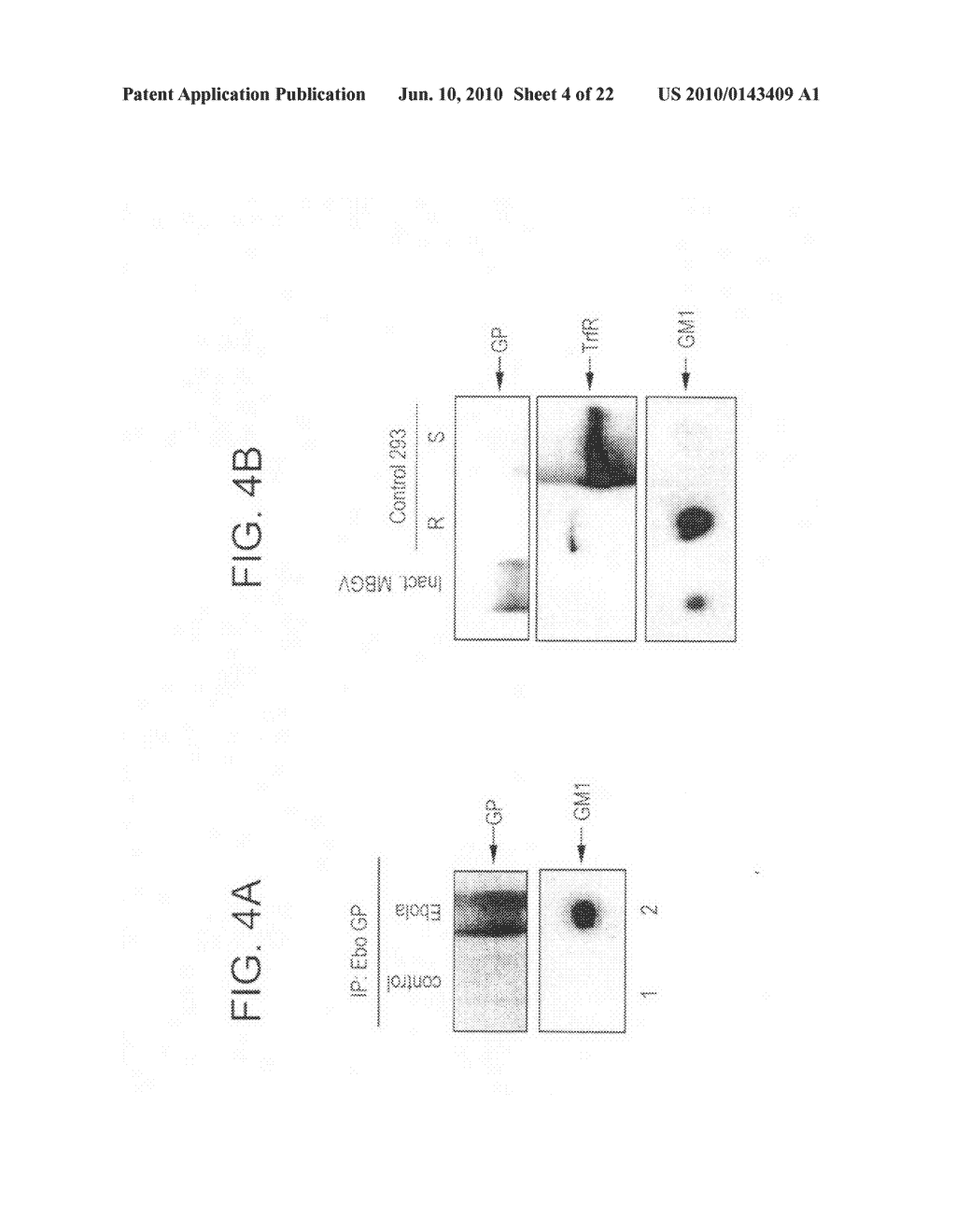 Generation of virus-like particles and use as panfilovirus vaccines - diagram, schematic, and image 05