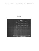 BASB027 PROTEINS AND GENES FROM MORAXELLA CATARRHALIS, ANTIGENS, ANTIBODIES, AND USES diagram and image