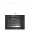 BASB027 PROTEINS AND GENES FROM MORAXELLA CATARRHALIS, ANTIGENS, ANTIBODIES, AND USES diagram and image