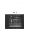 BASB027 PROTEINS AND GENES FROM MORAXELLA CATARRHALIS, ANTIGENS, ANTIBODIES, AND USES diagram and image