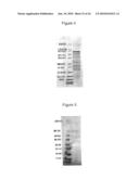 BASB027 PROTEINS AND GENES FROM MORAXELLA CATARRHALIS, ANTIGENS, ANTIBODIES, AND USES diagram and image