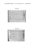 BASB027 PROTEINS AND GENES FROM MORAXELLA CATARRHALIS, ANTIGENS, ANTIBODIES, AND USES diagram and image