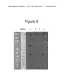 BASB027 PROTEINS AND GENES FROM MORAXELLA CATARRHALIS, ANTIGENS, ANTIBODIES, AND USES diagram and image