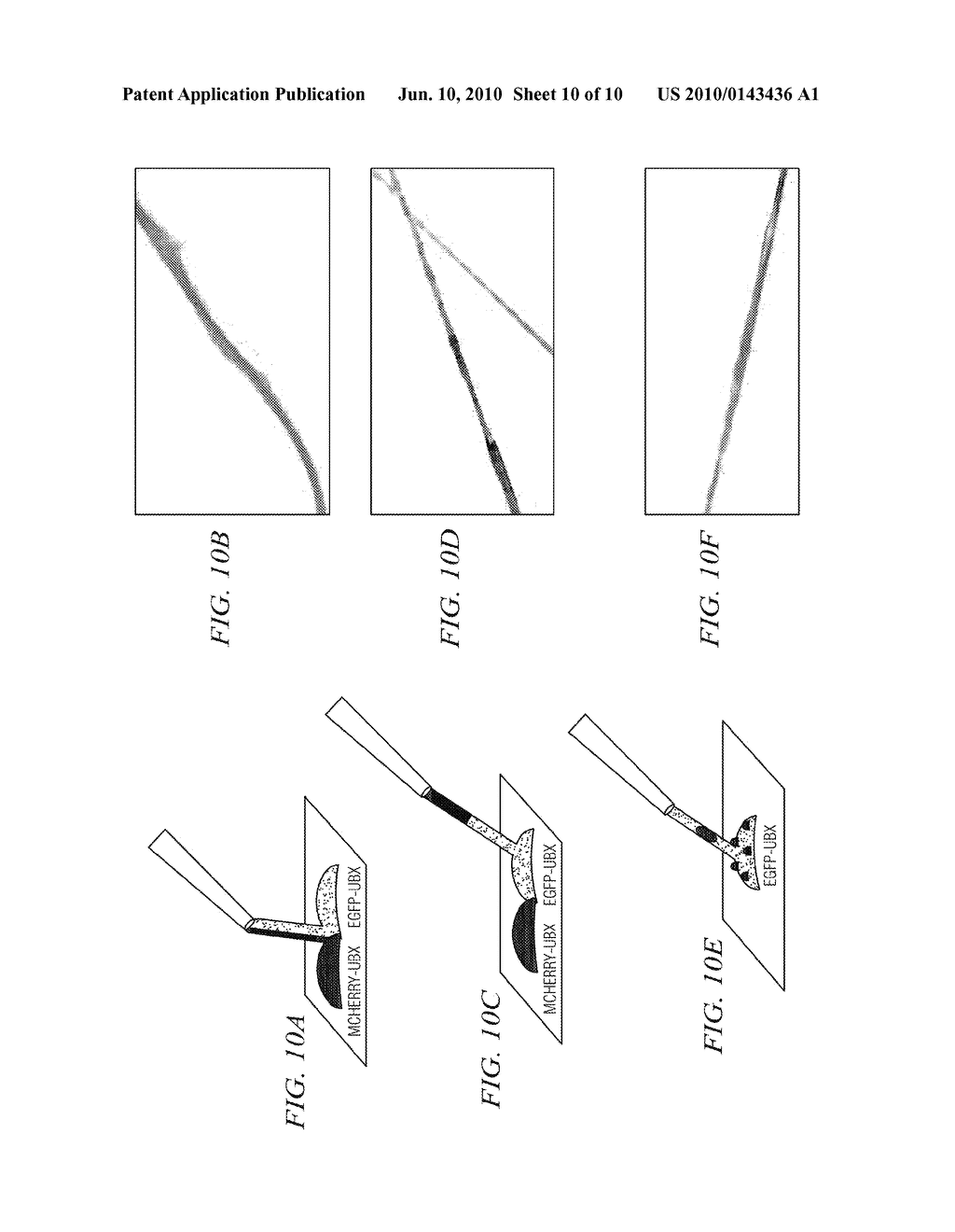 SELF-ASSEMBLY OF PROTEIN-BASED BIOMATERIALS WITH MULTIPLE MORPHOLOGIES - diagram, schematic, and image 11