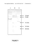 GROWTH FACTOR COMPLEXES AND MODULATION OF CELL MIGRATION AND GROWTH diagram and image