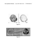 CROSS-LINKED ALGINATE-POLYALKYLENE GLYCOL POLYMER COATINGS FOR ENCAPSULATION AND METHODS OF MAKING THE SAME diagram and image