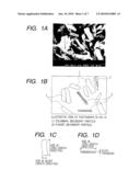 LITHIUM METAL COMPOSITE OXIDE PARTICLES, PROCESS OF PRODUCING LITHIUM METAL COMPOSITE OXIDE PARTICLES, ELECTRODE STRUCTURE CONTAINING LITHIUM METAL COMPOSITE OXIDE PARTICLES, PROCESS OF PRODUCING ELECTRODE STRUCTURE , AND LITHIUM SECONDARY BATTERY HAVING ELECTRODE STRUCTURE diagram and image