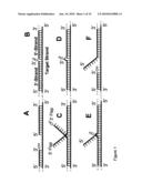 USE OF PRODUCTS OF PCR AMPLIFICATION CARRYING ELEMENTS OF SECONDARY STRUCTURE TO IMPROVE PCR-BASED NUCLEIC ACID DETECTION diagram and image