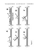 USE OF PRODUCTS OF PCR AMPLIFICATION CARRYING ELEMENTS OF SECONDARY STRUCTURE TO IMPROVE PCR-BASED NUCLEIC ACID DETECTION diagram and image